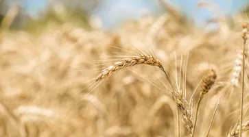 https://ognikubani.ru/wp-content/uploads/2023/03/ears-of-wheat-close-up-on-the-field_1