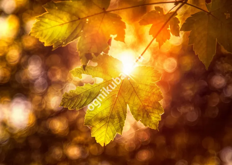 https://ognikubani.ru/wp-content/uploads/2019/11/Autumn_Closeup_Foliage_449129