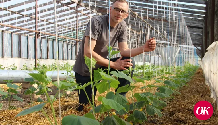 Огородник-самоучка Александр Усков из станицы Кавказской планирует вырастить на своем приусадебном участке шесть тонн огурцов