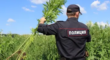 https://ognikubani.ru/wp-content/uploads/2023/08/уничтожение-конопли