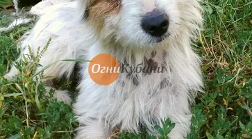 https://ognikubani.ru/wp-content/uploads/2019/09/WhatsApp-Image-2019-08-19-at-14.55.03