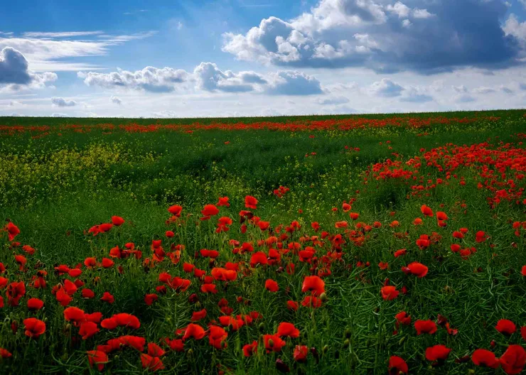 https://ognikubani.ru/wp-content/uploads/2020/06/ws_Great_Poppy_Field__Cloudy_Sky_1920x1200