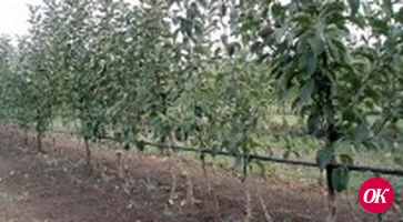 На Кубани в этом году заложат более 1,5 тыс.га молодых садов
