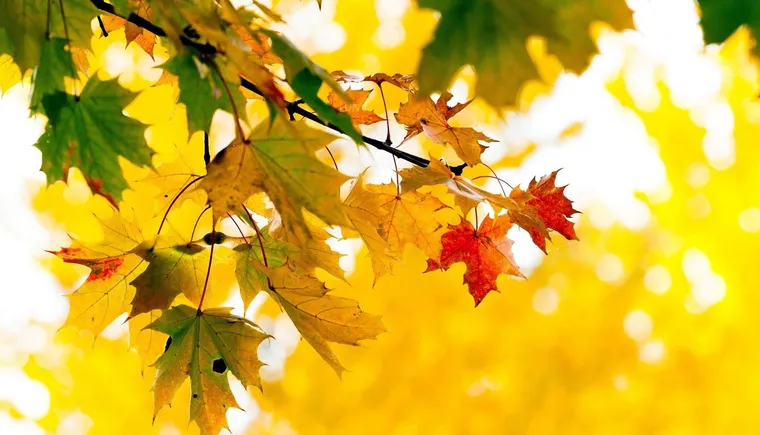 https://ognikubani.ru/wp-content/uploads/2023/10/1675414249_gas-kvas-com-p-fonovii-risunok-na-rabochii-stol-na-ves-ek-32