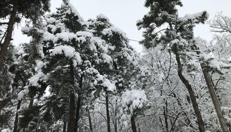 https://ognikubani.ru/wp-content/uploads/2021/01/IMG_3125
