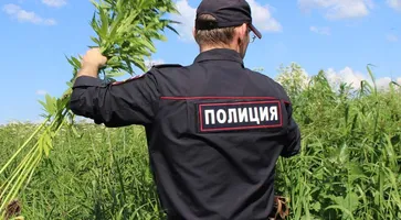 https://ognikubani.ru/wp-content/uploads/2020/06/МАК