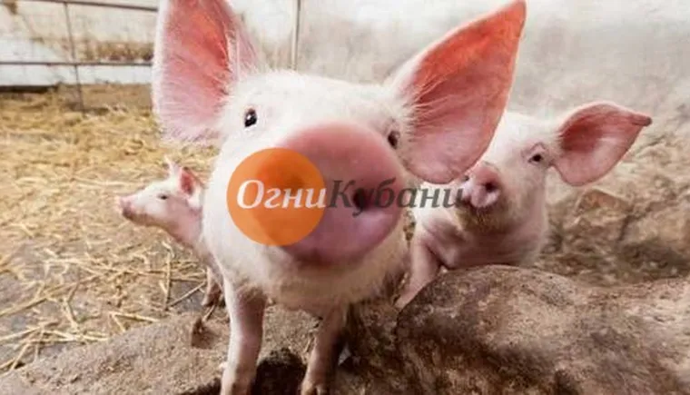 https://ognikubani.ru/wp-content/uploads/2019/10/загружено