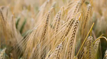 https://ognikubani.ru/wp-content/uploads/2020/06/agriculture-barley-blur-close-up-countryside-cropland-crops-farm-farmland-field-gold-grains-grass-growth-harvest-landscape-outdoors-plants-rural-rye-seeds-straw-wheat-wheat-field-1490549
