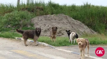 «Бродячая» проблема