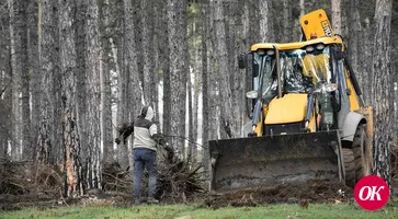 В сосновом бору Кропоткина выкорчевали корни спиленных деревьев
