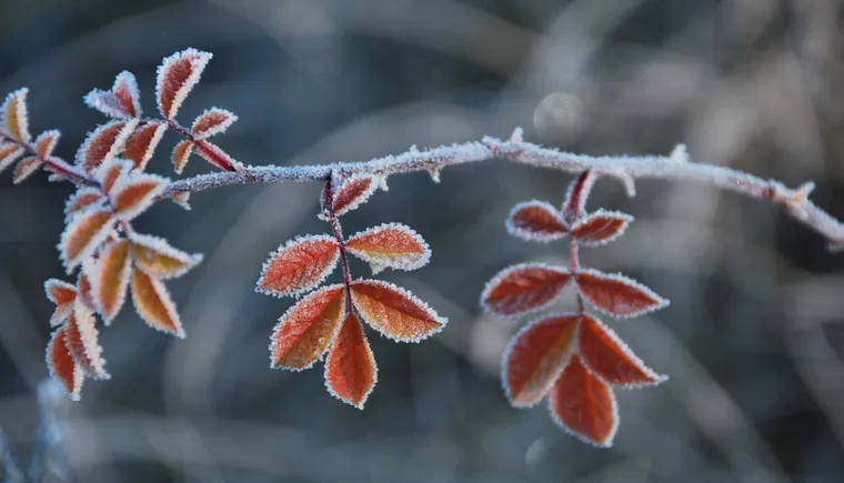 https://ognikubani.ru/wp-content/uploads/2020/12/4174312_large