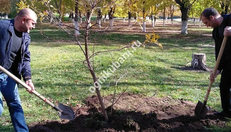 https://ognikubani.ru/wp-content/uploads/2019/11/IMG_20191108_124928_702