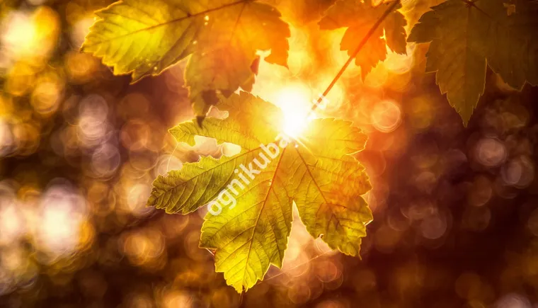 https://ognikubani.ru/wp-content/uploads/2019/11/Autumn_Closeup_Foliage_449129