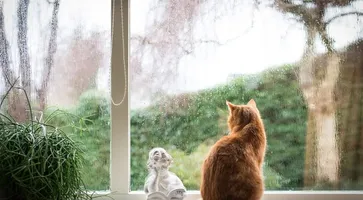 https://ognikubani.ru/wp-content/uploads/2020/03/0ea40674b8830e37c48c5a6bcd01c7a4