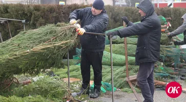 В Кропоткине открываются елочные базары