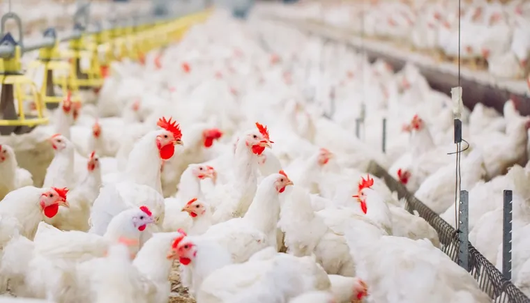 https://ognikubani.ru/wp-content/uploads/2021/02/f88c93b0-cb52-11e9-a833-4fe99c887177-5_tips_for_buying_a_chicken_farm_for_sale_in_florida-ogid-136534