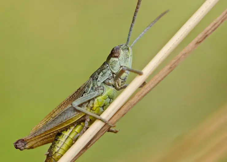 https://ognikubani.ru/wp-content/uploads/2020/07/desert-locust-1872060_1280