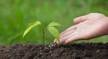 https://ognikubani.ru/wp-content/uploads/2023/03/close-up-picture-of-hand-holding-planting-the-sapling-of-the-plant