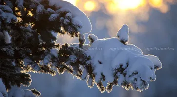 https://ognikubani.ru/wp-content/uploads/2020/02/zima-derevo-vetka-sneg-solnce