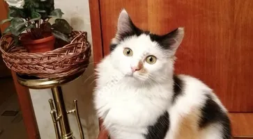 https://ognikubani.ru/wp-content/uploads/2019/10/WhatsApp-Image-2019-10-25-at-09.06.03-2