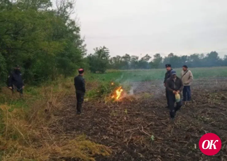На берегу реки Челбас правоохранители уничтожили около 100 кустов наркосодержащих растений