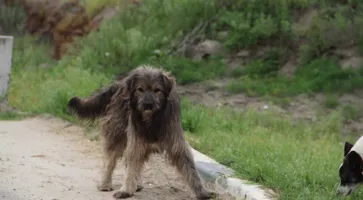 https://ognikubani.ru/wp-content/uploads/2021/05/IMG_6311