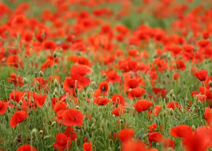 https://ognikubani.ru/wp-content/uploads/2020/05/Nature___Flowers_A_large_field_of_red_poppies_066148_