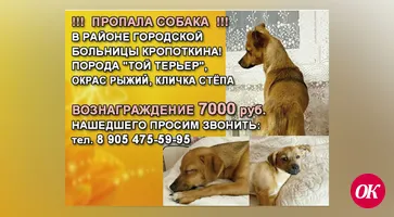 Пропала собака