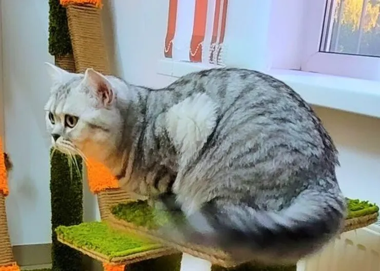 https://ognikubani.ru/wp-content/uploads/2022/11/i.jpg_2