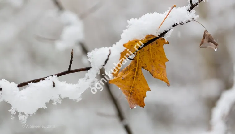https://ognikubani.ru/wp-content/uploads/2019/10/s1200-1