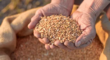 https://ognikubani.ru/wp-content/uploads/2020/07/Grain-in-hands