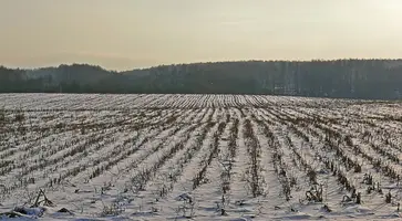 https://ognikubani.ru/wp-content/uploads/2019/12/R1_03_Snow_corn_field_SAE_20071202