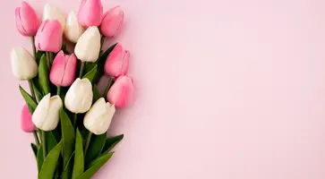 tulips-bouquet-pink-background-with-copyspace