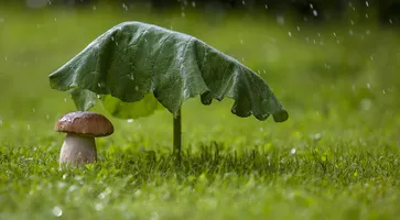 https://ognikubani.ru/wp-content/uploads/2020/06/71_main-v1584383874