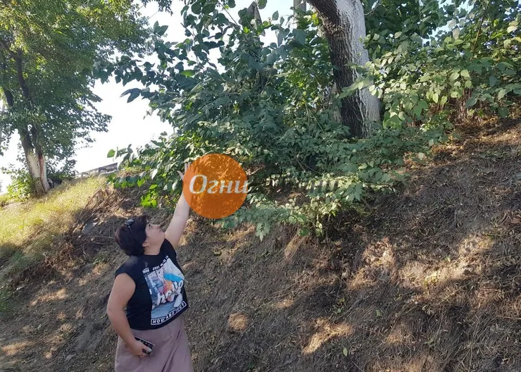https://ognikubani.ru/wp-content/uploads/2019/09/WhatsApp-Image-2019-09-10-at-10.04.12