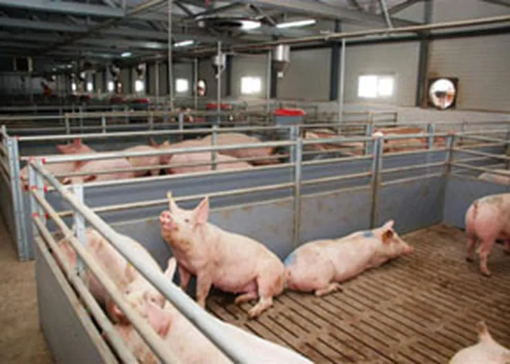 http://www.ognikuban.tw1.ru/wp-content/uploads/2017/05/15.07.2016_3pigs1