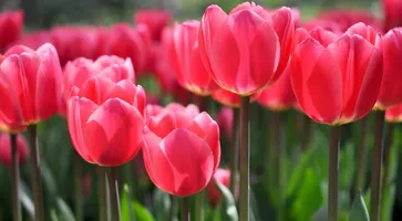 https://ognikubani.ru/wp-content/uploads/2020/05/Mothers-Day-lunch