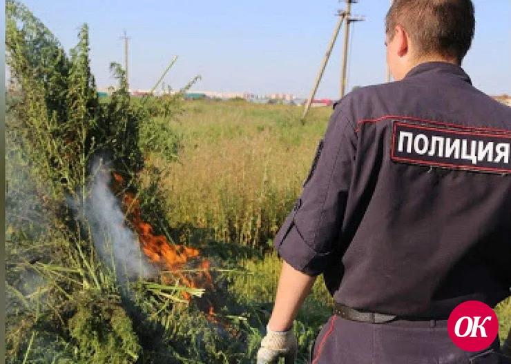 Полицейские уничтожили более 5000 кустов дикорастущей конопли