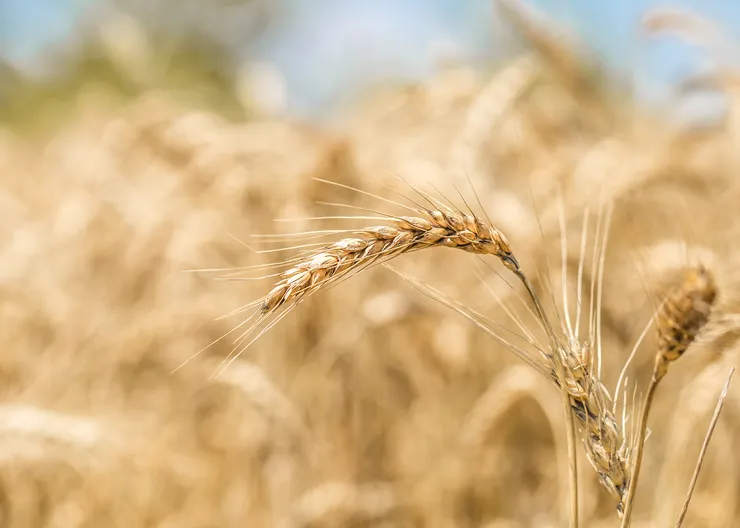https://ognikubani.ru/wp-content/uploads/2023/03/ears-of-wheat-close-up-on-the-field_1