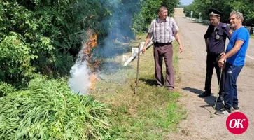 1500 кустов конопли уничтожили полицейские в станице Казанской