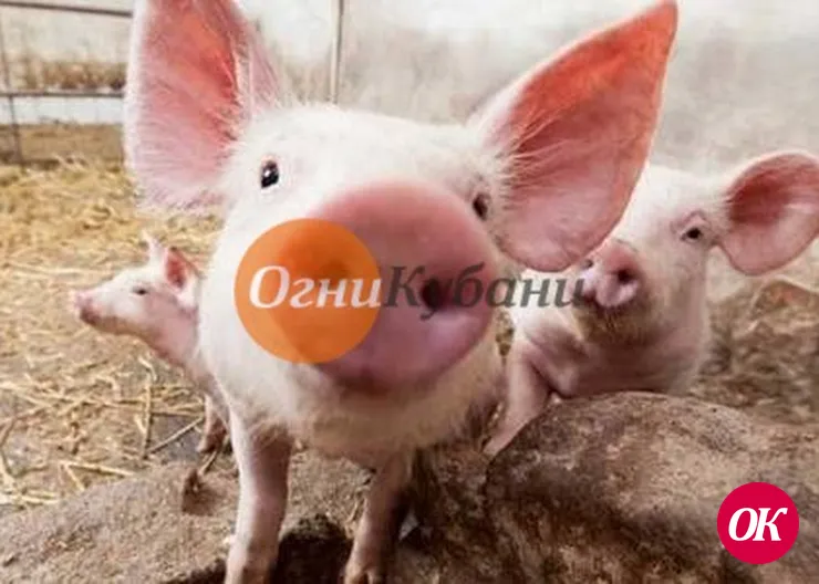 Тихорецкой межрайонной прокуратурой проводится проверка по факту обнаружения вируса африканской чумы свиней