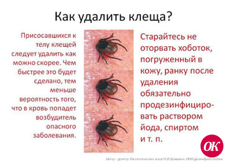 Если впился клещ