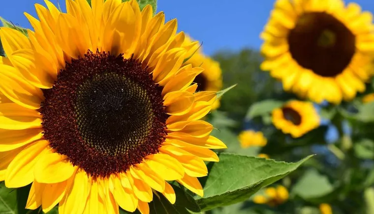 https://ognikubani.ru/wp-content/uploads/2021/04/sunflower-1627171_1280