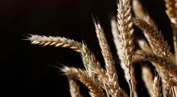 https://ognikubani.ru/wp-content/uploads/2020/06/c0f6770baa4376d1d0c8d36ddfbaeb62