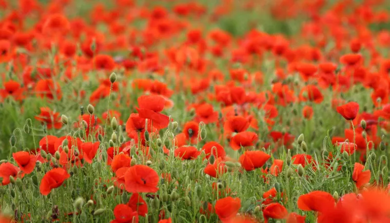 https://ognikubani.ru/wp-content/uploads/2020/05/Nature___Flowers_A_large_field_of_red_poppies_066148_