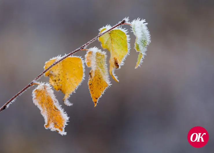 В конце недели на Кубани в отдельных районах ожидается до 8°C мороза