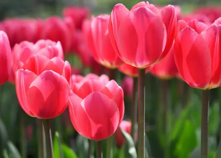 https://ognikubani.ru/wp-content/uploads/2020/05/Mothers-Day-lunch