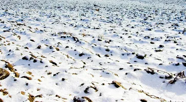 https://ognikubani.ru/wp-content/uploads/2023/03/snowfield_1