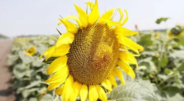 https://ognikubani.ru/wp-content/uploads/2020/09/6201446c72b3654f032d454fbd56cb88