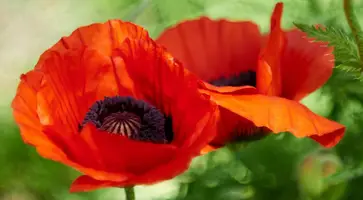 https://ognikubani.ru/wp-content/uploads/2022/07/kathy-FeGvWDMimL4-unsplash-1300x918_1